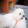 Shiroworks Napping's profile picture