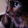 Lutwidge Cármine profil fotoğrafı