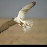 Фото профиля جابر م عسيري