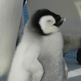 PPenguin_KIM's profile picture