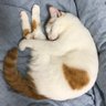 ちょこ 的头像