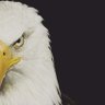 Wolf 🇹🇷 profil fotoğrafı