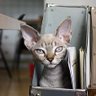 Фото профиля That Cat Zoe🇺🇸