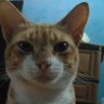 Bagus's profile picture