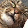 Profilbild von shang