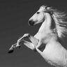 White Stallion's profile picture