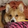 Corgiジャビ's profile picture