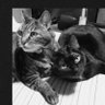 koh ytk profil fotoğrafı