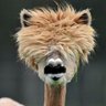 L’Alpaca's profile picture
