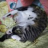 tamasata ゆず profil fotoğrafı