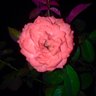 Roza Rozal 🌹's profile picture