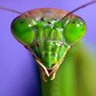 (V)ANTiS ÍNDiGO's profile picture