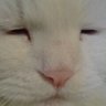 シロブタ( ◜ᴗ◝)'s profile picture