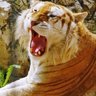 EL TIGRE profil fotoğrafı