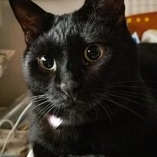3nyanHMM's profile picture
