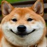 dog on internet 的头像