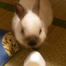 夕野ぴゆ 的头像