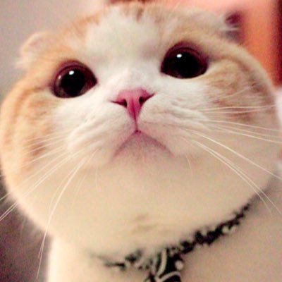うなぎ(うなちゃん)'s profile picture