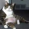 papa kucing profil fotoğrafı