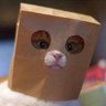 Profilbild von 🏴 Indy Cat 🏴