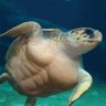 Profilbild von Sensual_Tortoise