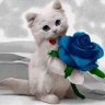 Radwa Ga's profile picture