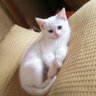 mujina✈️紫🐟深海🐟怪獣は相模大野・大阪・東京's profile picture