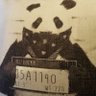 Pandora's profile picture