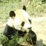 北条冬子 的头像