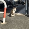ごりポン profil fotoğrafı