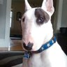 Rex the TV Terrier ® 🐾's profile picture