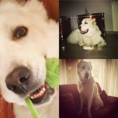 giobalour's profile picture
