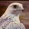 عبدالعزيز هزاع profil fotoğrafı