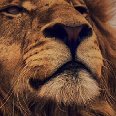 Alvaro Altarco's profile picture