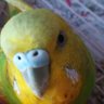 yellow budgie profil fotoğrafı
