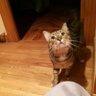 -.Trotsky el gato.-'s profile picture