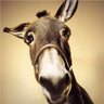 el burro hablando's profile picture