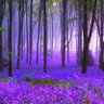 Deep Purple ☮️🌊 profil fotoğrafı
