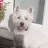 Wee maggie's profile picture