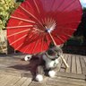 BertieBoo's profile picture