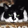 Cluffy the Cat 🇺🇦's profile picture
