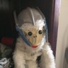 Profilbild von Feenicks