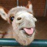 Profilbild von BunnyIncognito