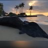 Susie 🌴🌺 profil fotoğrafı