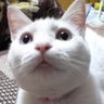 Profilbild von きなこ
