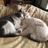 Catget profil fotoğrafı