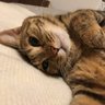 猫丸 的头像