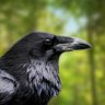 Golden Corbeau's profile picture