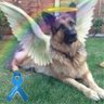 Sue...GSD Mum ๐ด๓ ง๓ ข๓ ณ๓ ฃ๓ ด๓ ฟ๐พ๐ฆ๐ฆ๐ฆ๐ฆ๐ฆ๐ฆ's profile picture