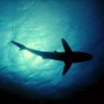 Demure Shark 的头像